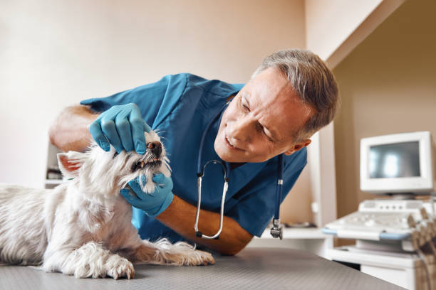 Best Emergency Denture Repair in Killian, LA